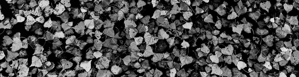 2024 December Floating Leaves